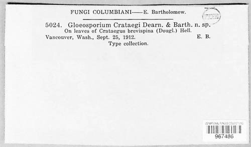 Gloeosporium crataegi image